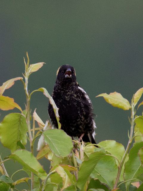 Bobolink, Valle Crucis Community Park